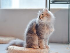-猫儿山۰猫主题餐厅