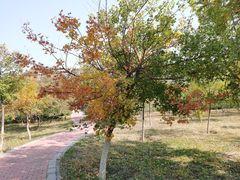 -永定河休闲森林公园