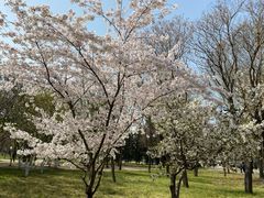 -莲花池公园