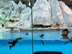 -帝企鹅自助餐厅•儿童岛•真企鹅(长隆企鹅酒店)