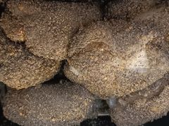 麻糍-叶氏麻糍(鼓浪屿店)