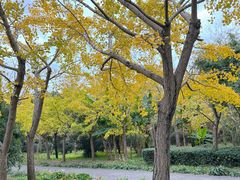 -上海共青森林公园