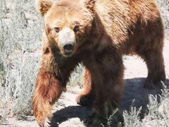 -新疆天山野生动物园