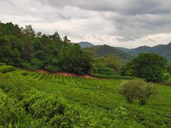 -雁南飞茶田景区
