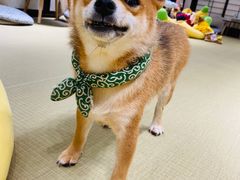 -逗柴咖啡屋·狗咖猫咖宠物桌游