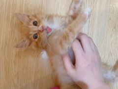-嘉馨宠物医院·CT影像转诊·心脏科·犬猫全科诊疗中心(下沙大学城院区)