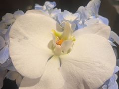 -深圳四季酒店·馥自助餐厅