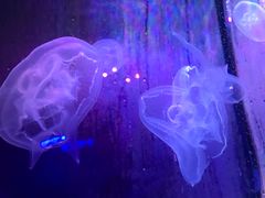 -芜湖新华联大白鲸海洋公园