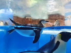 -海合安成都极地海洋公园