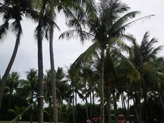 -三亚亚龙湾红树林度假酒店