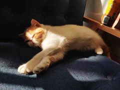 -艾吉宠物医院·疑难杂症转诊中心·猫友好(碧江路院)