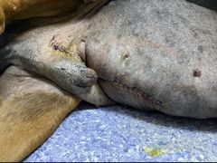 -美联众合动物医院·24h转诊中心