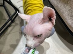 -藏猫猫咖啡主题馆(中央大道店)