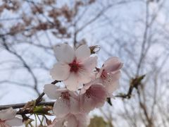 -顾村公园