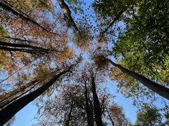 -黄埔荔枝公园