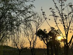 -上海滨江森林公园