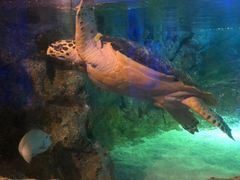 -暹罗海洋世界