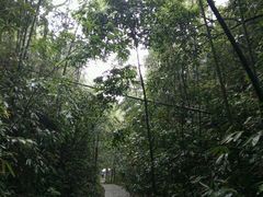 -九龙江国家森林公园