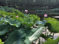 -陈家山荷花公园