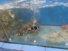 -七鲜渔港美食餐厅(巽寮湾海景店)