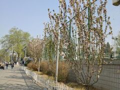 -北京大学-二体网球场