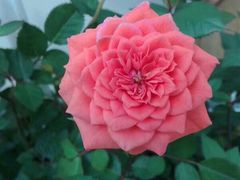 -三圣花乡旅游区