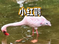-上海野生动物园