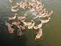 -野鸭湖国家湿地公园