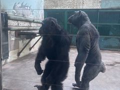 -石家庄市动物园