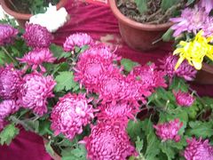 -朱記糯米蛋糕(千川百货店)