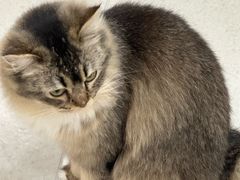 -共舞时光猫咖·狗咖(新街口店)