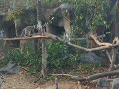 -清迈夜间动物园