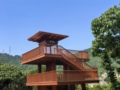 -银湖山郊野公园-相思林