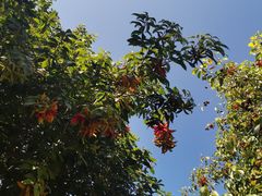 -三亚湾海居铂尔曼度假酒店