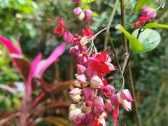 -呀路古热带植物园