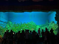 -芜湖新华联大白鲸海洋公园