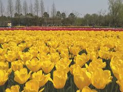 -杭州湾海上花田景区