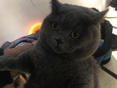 -逗柴咖啡屋·狗咖猫咖宠物桌游