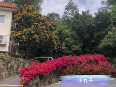 -深圳仙湖植物园