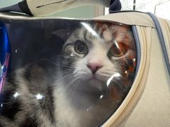 -全心全意连锁动物医院·特色中医诊疗(会城门分院)