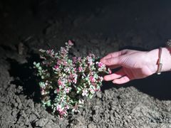 -爱侣宠医·鹦鹉专科·小型哺乳类·异宠专科(灵石路店)