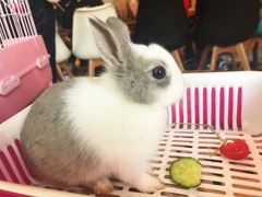 -藦茜花园宠物主题亲子互动体验馆(国顺东路店)
