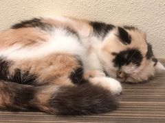 -more than meow吴止猫主题餐厅(承德 中船汇店)