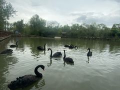 -溱湖国家湿地公园