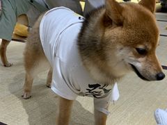-逗柴咖啡屋·狗咖猫咖宠物桌游