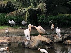 -新加坡飞禽公园