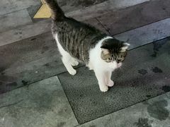 -牟记江湖重庆地标特色菜鱼蛋海鲜羊蝎子(巴南区黑金冠十多年好店)