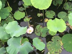 -荷塘月色湿地公园·向阳花洲
