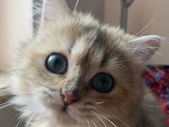 -猫大福·Fortune Cat猫舍(百子湾店)