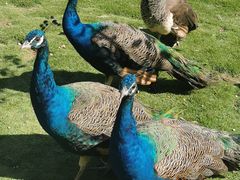 -西霞口神雕山野生动物世界